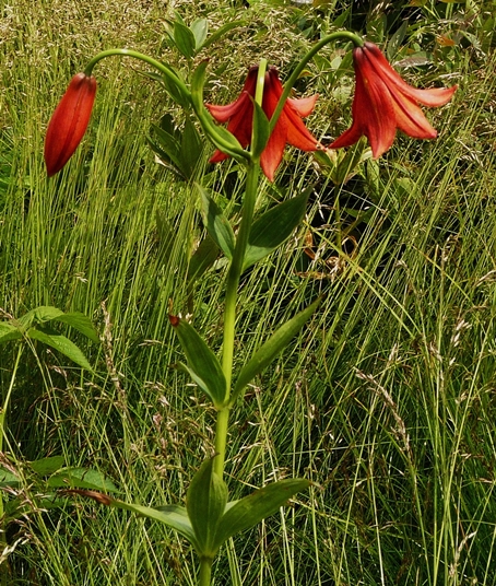 {Lilium grayi}